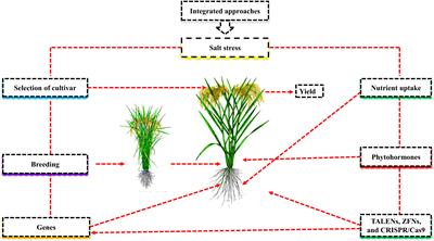 Integrated approaches for increasing plant yield under salt stress